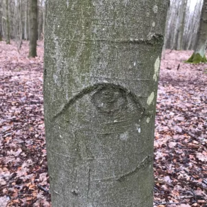 Baum mit einem geschnitzten Auge in der Rinde.