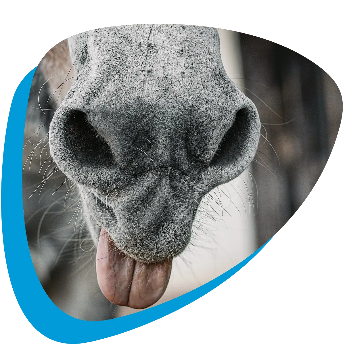 Graue Pferdenase mit herausgestreckter Zunge