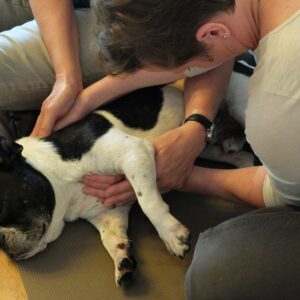 Hand anlegen - Manuelle Therapien für Tiere