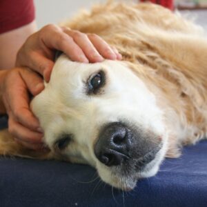 Osteopathie für Kleintiere - energetische Arbeit mit (der) Struktur