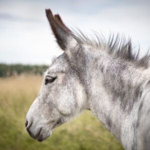 Eselzeit - Rund um die Langohren