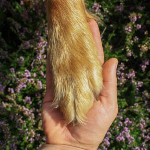 Zertifizierter TierGesundheits-Coach - Hund